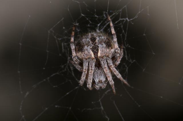 Araneidae vari e Oxyopes sp.